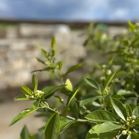 Gaia House * 흐리시 악티