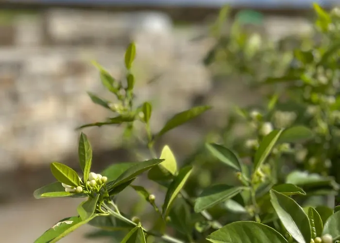 Gaia House * Hriszí Aktí